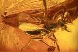 Fossil Wasp (Hymenoptera) In Baltic Amber #120595-2